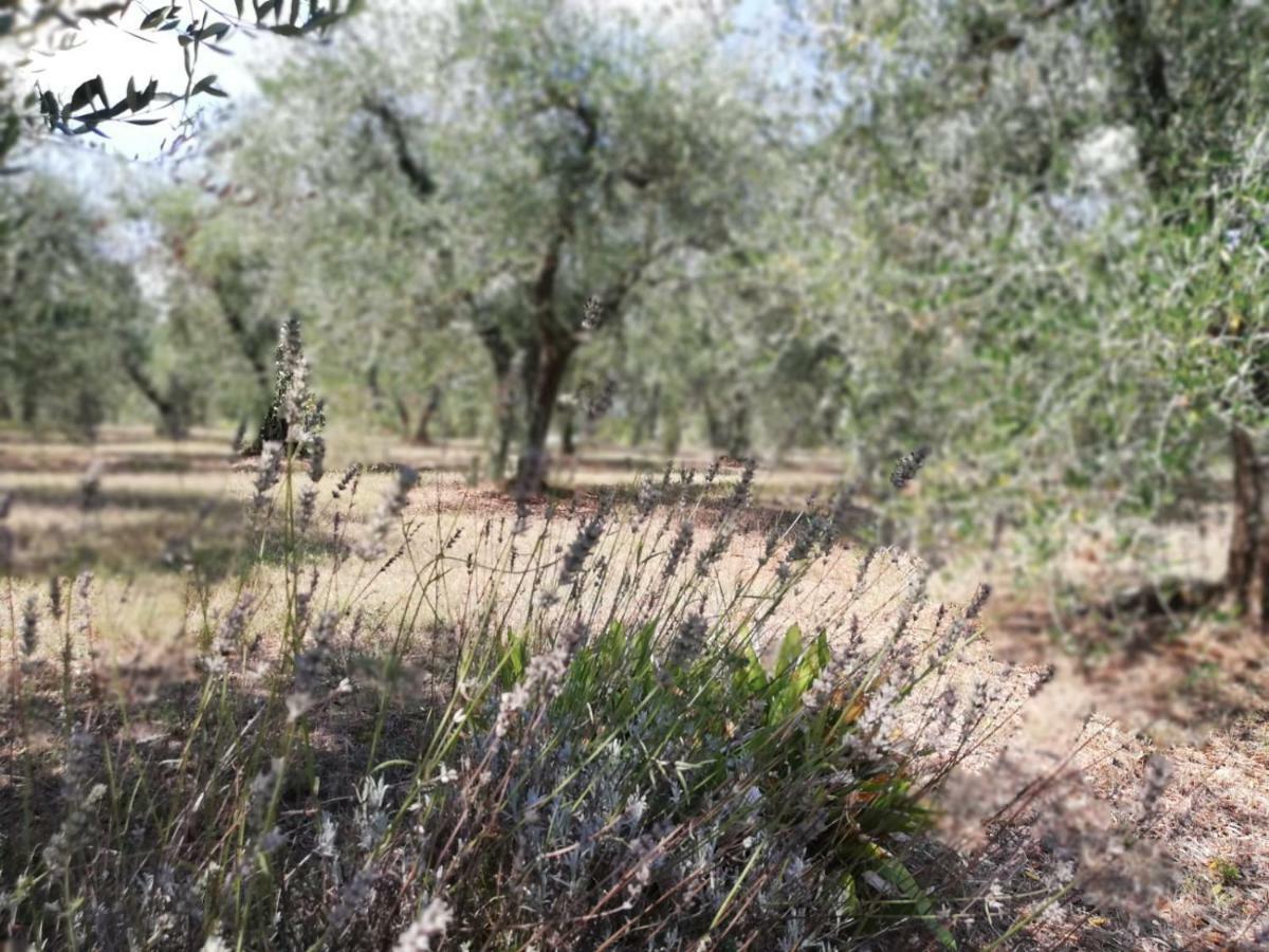 Apartament Nel Chianti Lungo La Francigena Colle Val D'Elsa Zewnętrze zdjęcie